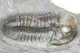 Gorgeous Proetid (Timsaloproetus?) Trilobites - Jorf, Morocco #362867-2
